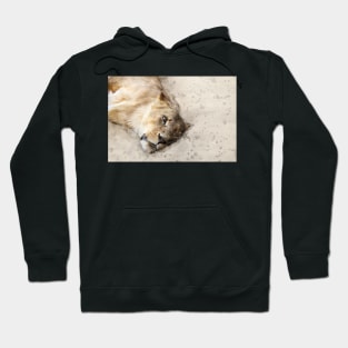 Lion watercolour Hoodie